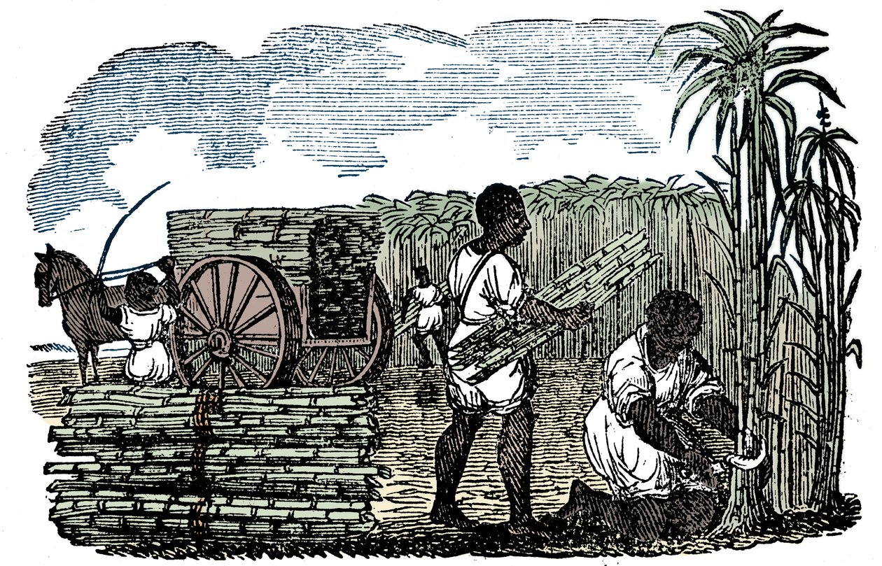 Escravos que colhem cana-de-açúcar na Louisiana, 1833 de Unbekannt