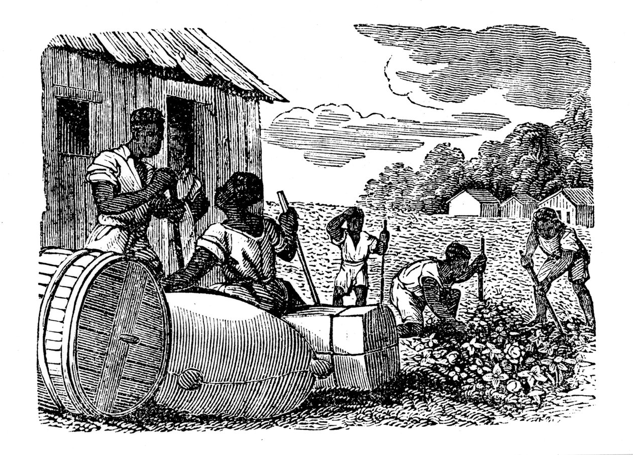 Escravos trabalhando em uma plantação de tabaco, 1833 de Unbekannt