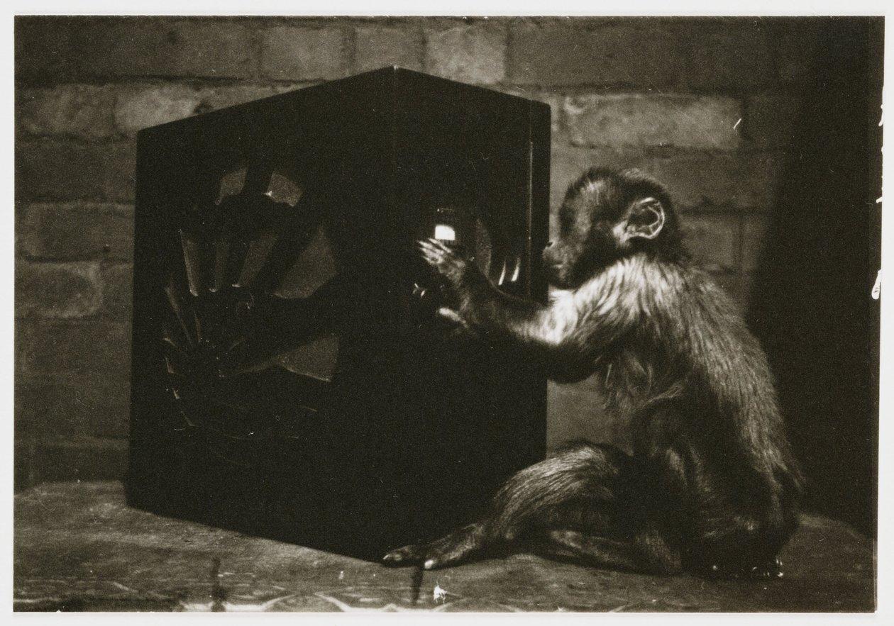Pequeno macaco a brincar com os mostradores num rádio, tirado por um fotógrafo desconhecido em cerca de 1935 de Unbekannt
