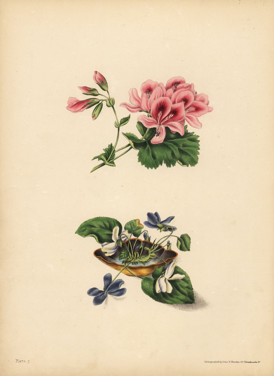 O Gerânio de Smith, Preferência; As Violetas de flores brancas e roxas doces, Pureza de sentimentos, candura, modéstia e inocência de Unbekannt