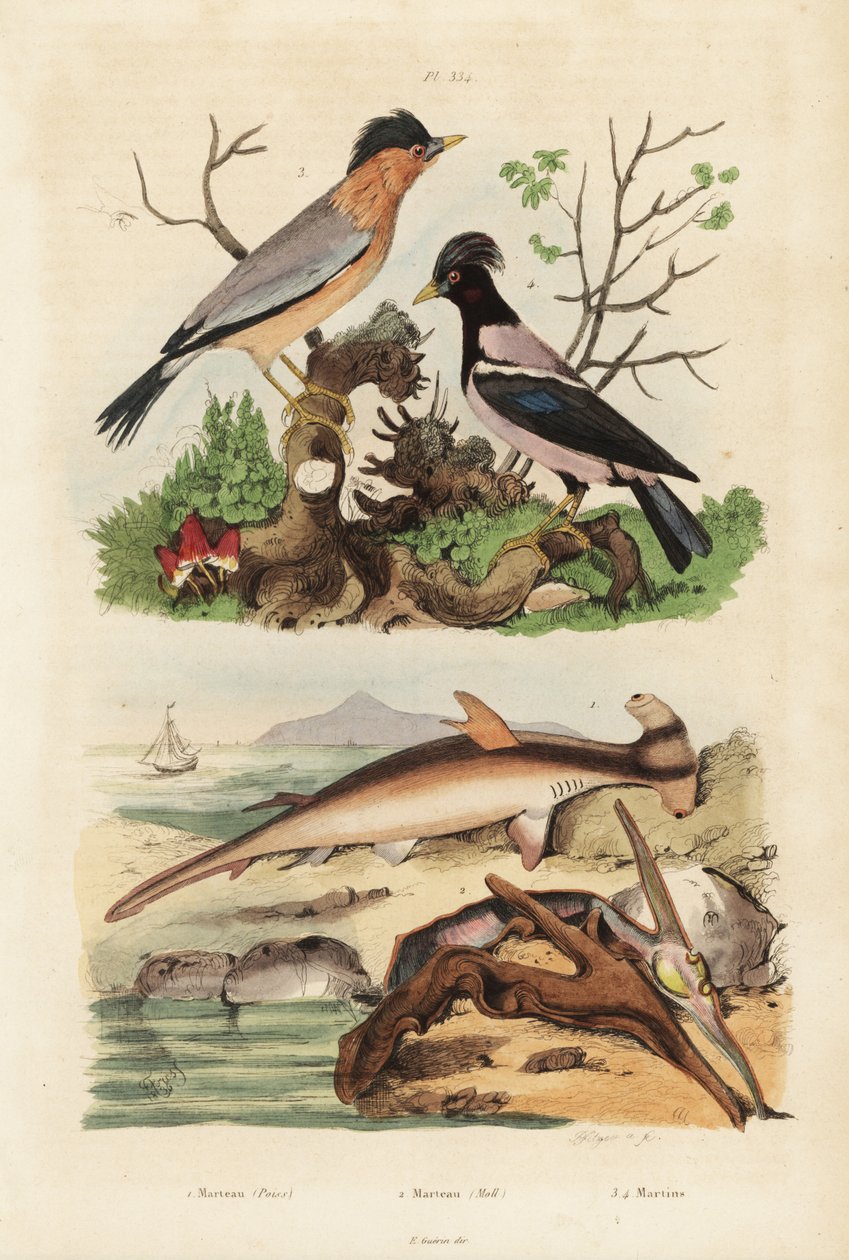 Smooth hammerhead, Sphyrna malleus 1, hammer oyster, Malleus malleus 2, brahminy myna, Sturnia pagodarum 3 e rosy starling, Pastor roseus 4 de Unbekannt