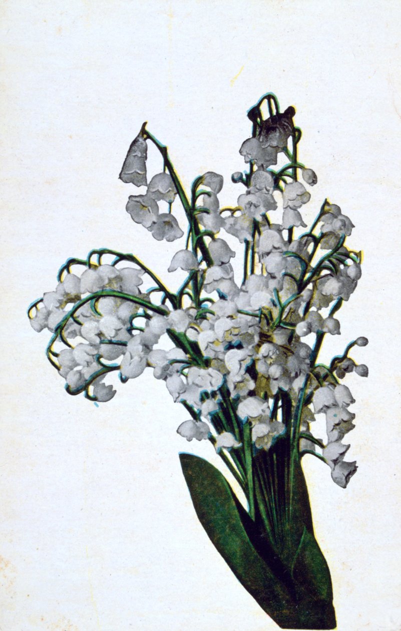 Snowdrop, cartão postal francês da flor, c1900 de Unbekannt