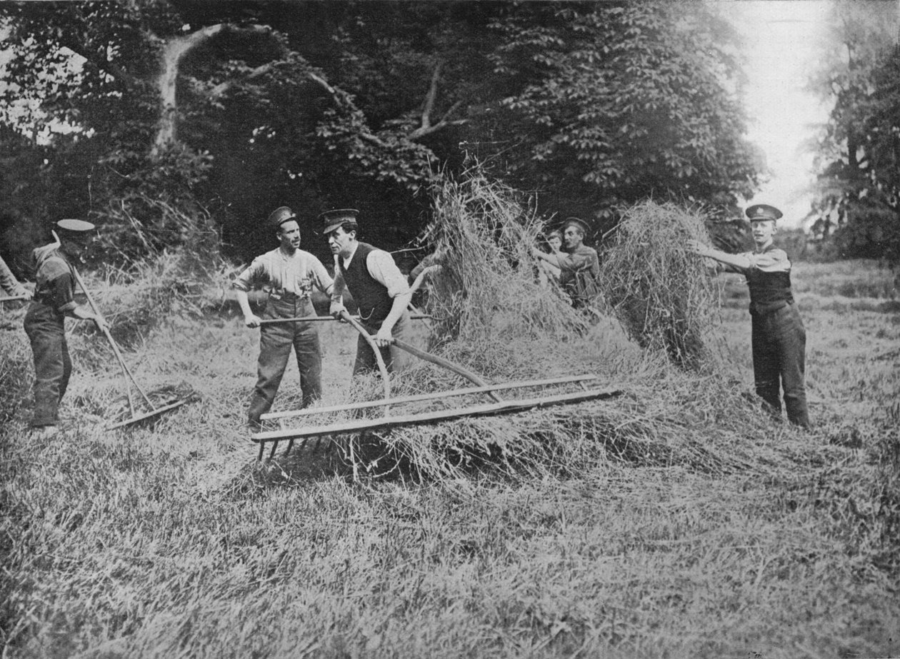 Soldados ajudando os agricultores entrando no feno, 1915 de Unbekannt