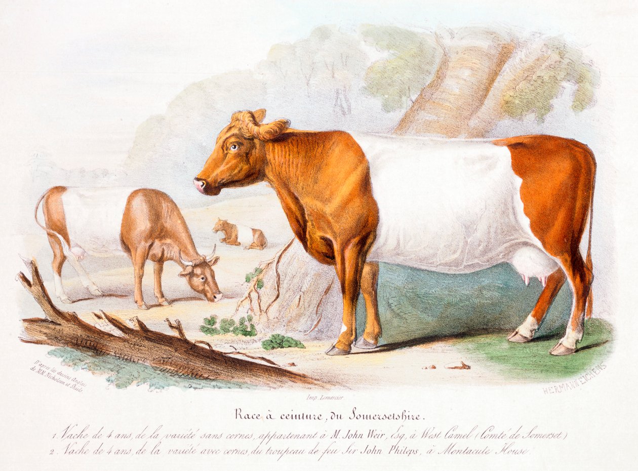 Vacas de Somerset, 1842 de Unbekannt