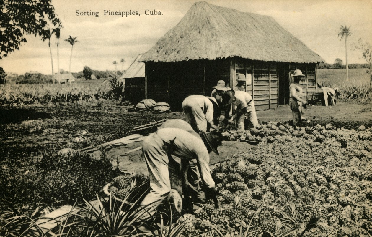 Classificação de abacaxis, Cuba, final do século XIX e início do século XX. de Unbekannt