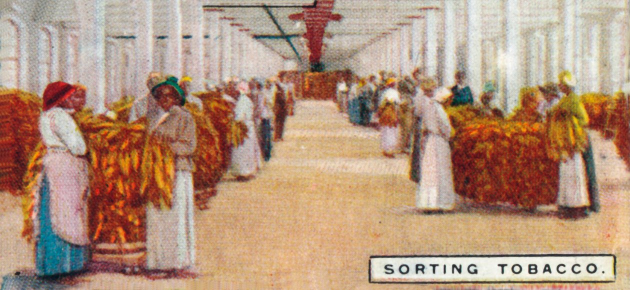 Classificação do Tabaco, 1926 de Unbekannt