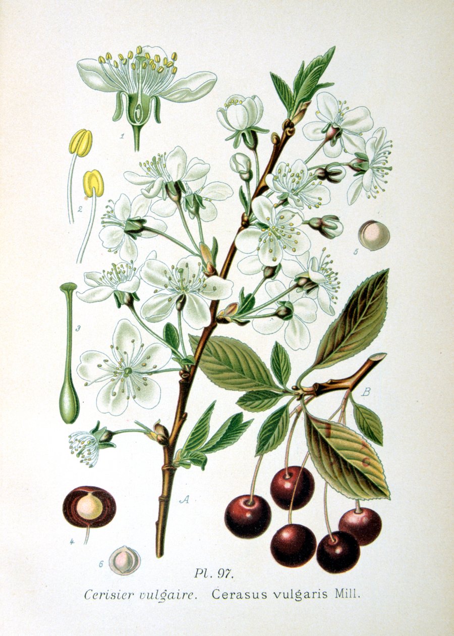 Cereja ácida, 1893 de Unbekannt