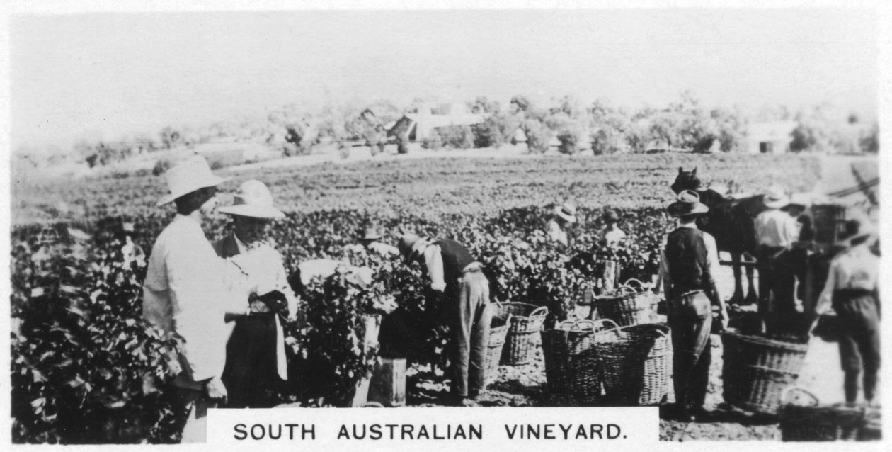 Vinhedo do Sul da Austrália, 1928 de Unbekannt