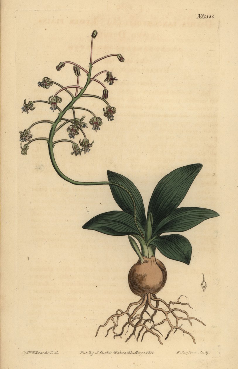 Ledebouria revoluta (Drimia lanceaefolia, Drimia lanceaefolia) de Unbekannt