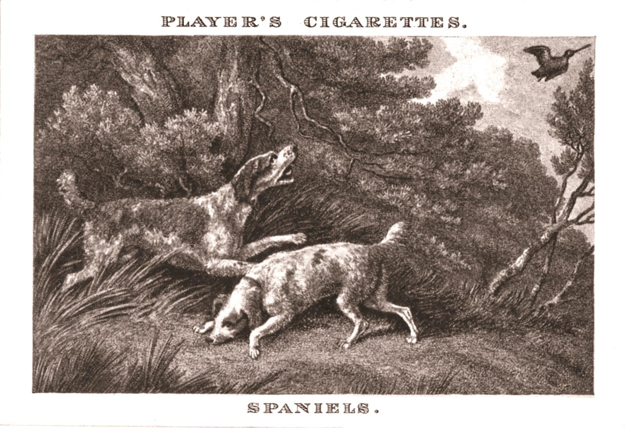 Spaniel, 1924. de Unbekannt