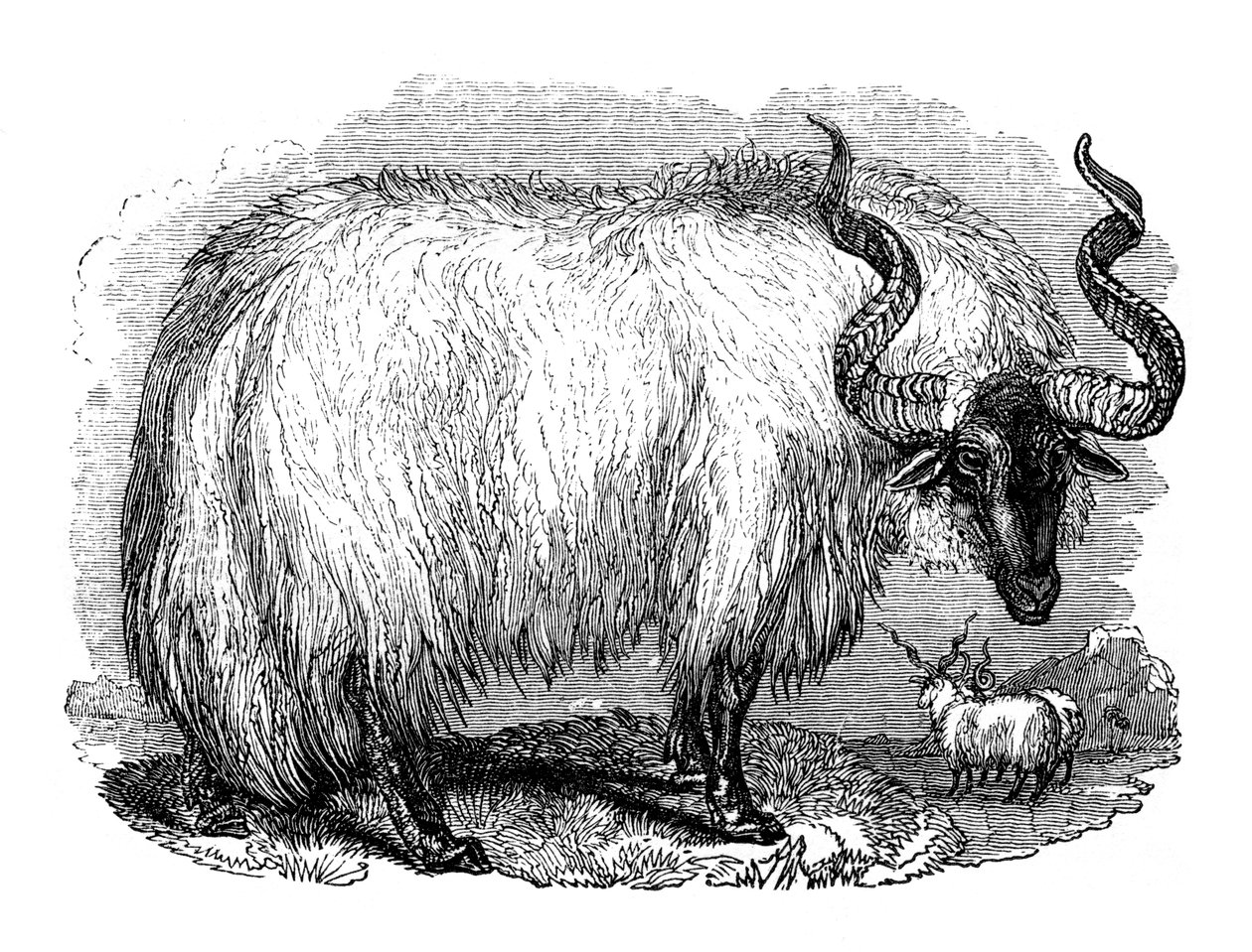 Ovelha espanhola, 1848 de Unbekannt