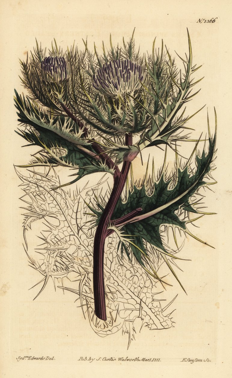 Spiniest thistle, Cirsium spinosissimum (Cnicus spinosissimus de cabeça emplumada, Cnicus spinosissimus) de Unbekannt