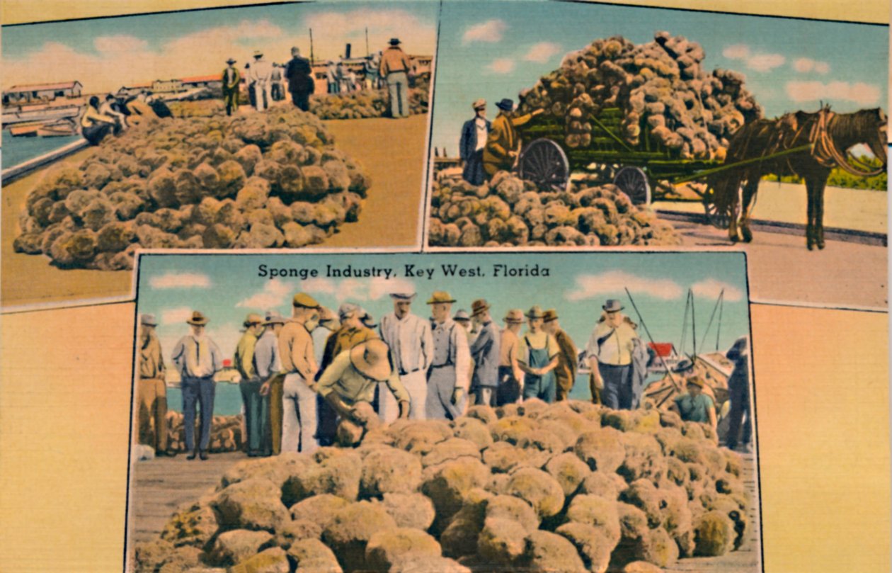 Indústria de esponja, Key West, Flórida, c1940s de Unbekannt
