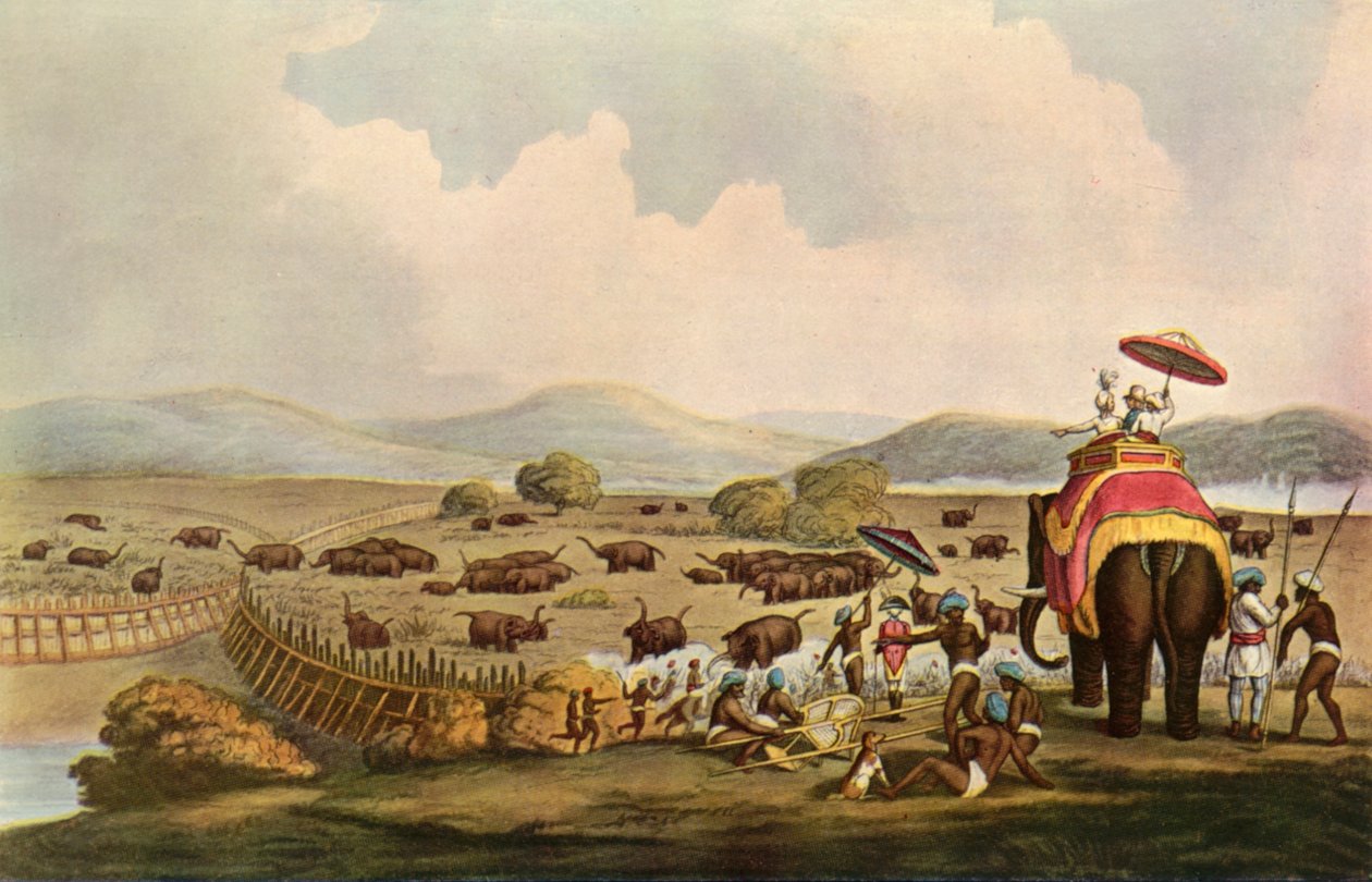 Esporte na Índia - dirigindo elefantes para um Keddah, c1808, 1901. de Unbekannt