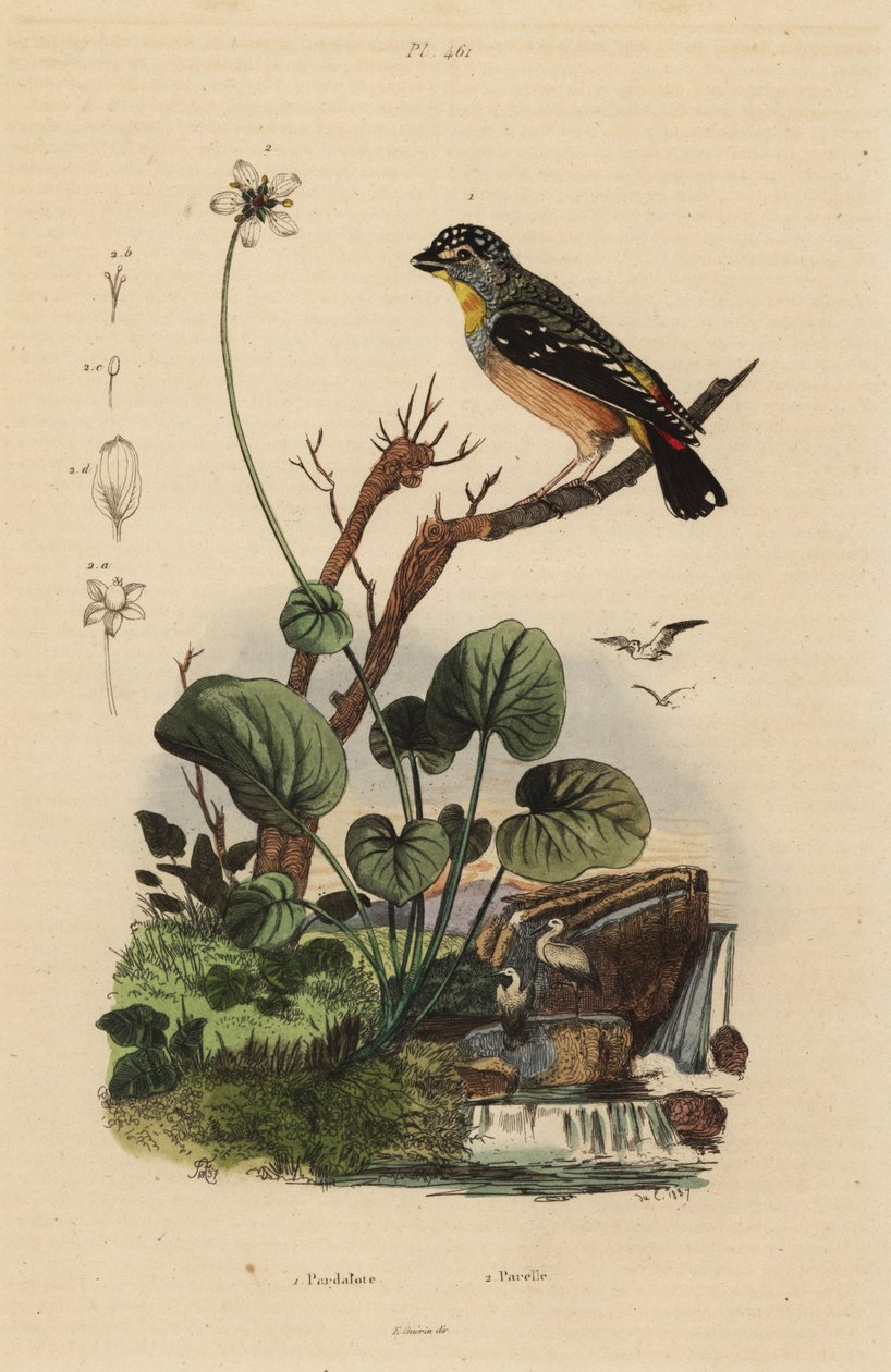 Pardalote pontilhado, Pardalotus punctatus de Unbekannt