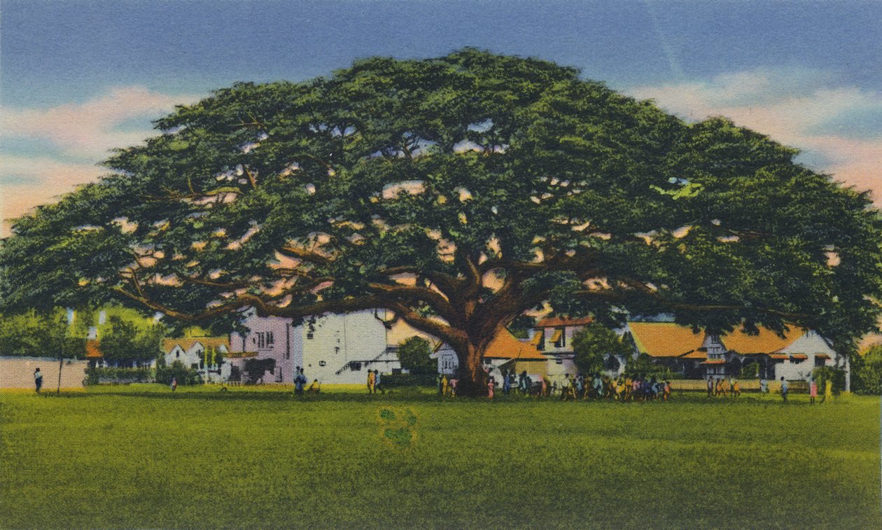 Espalhando a árvore samoana, Trinidad, BWI, c1940s. de Unbekannt