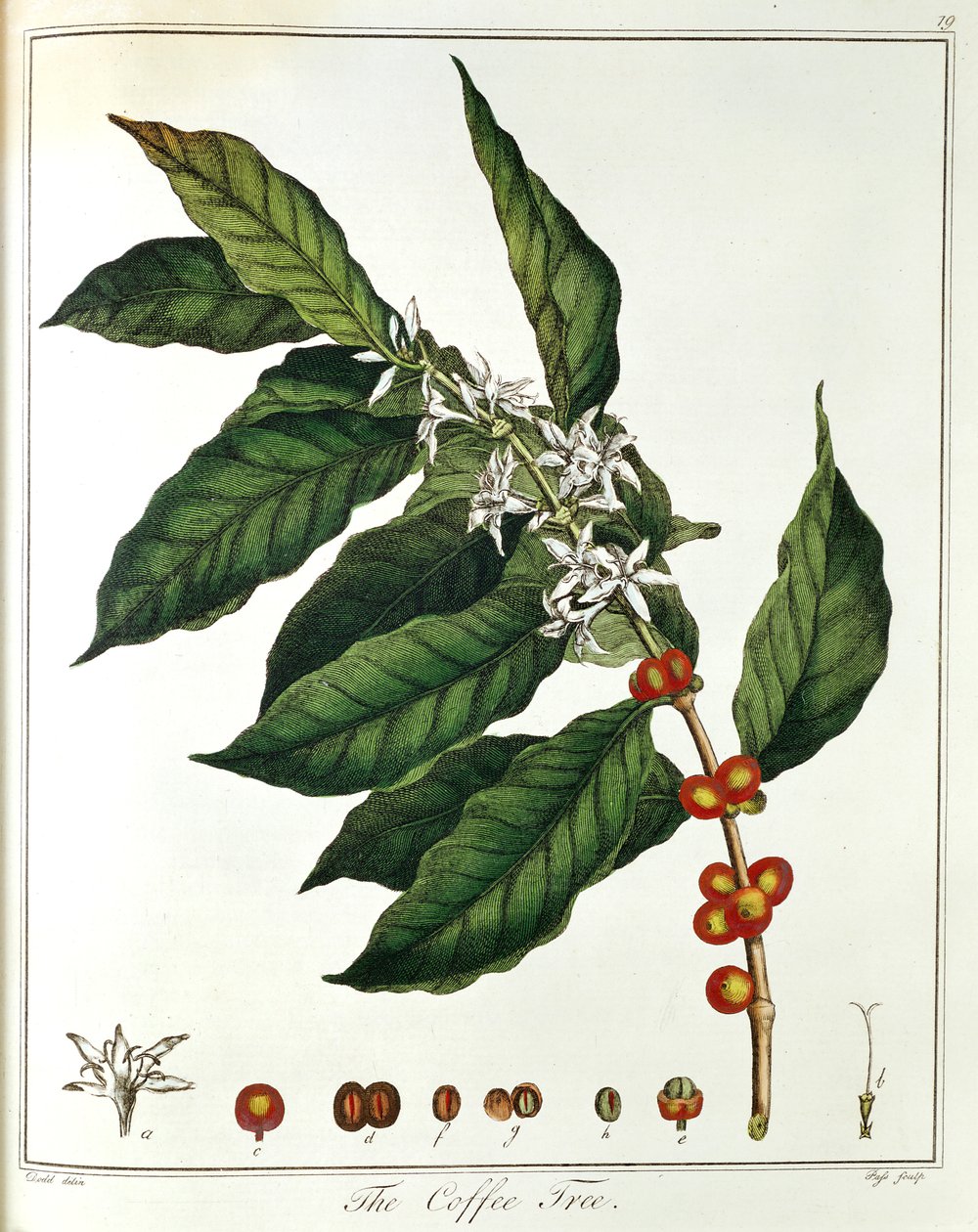 Raminho de café Coffea arabica mostrando flores e grãos, 1798 de Unbekannt