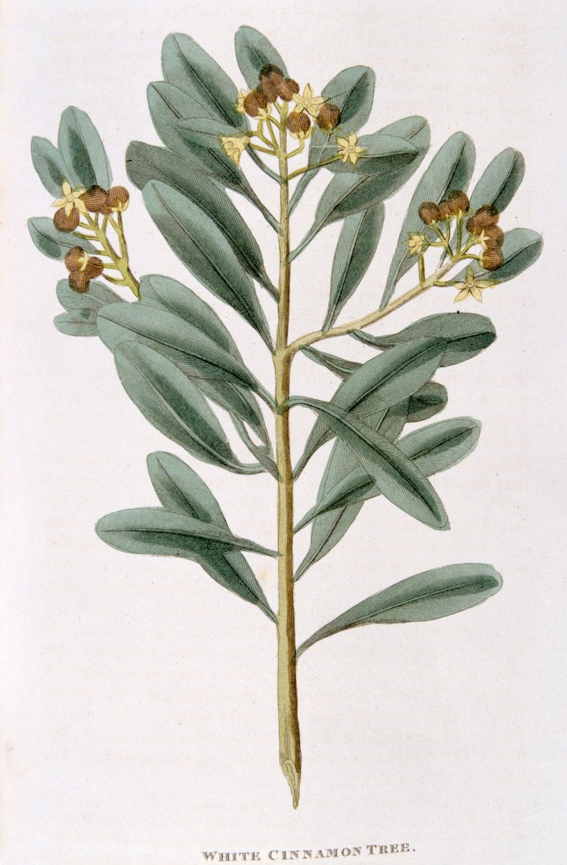 Raminho de canela branca Canella alba, 1823 de Unbekannt