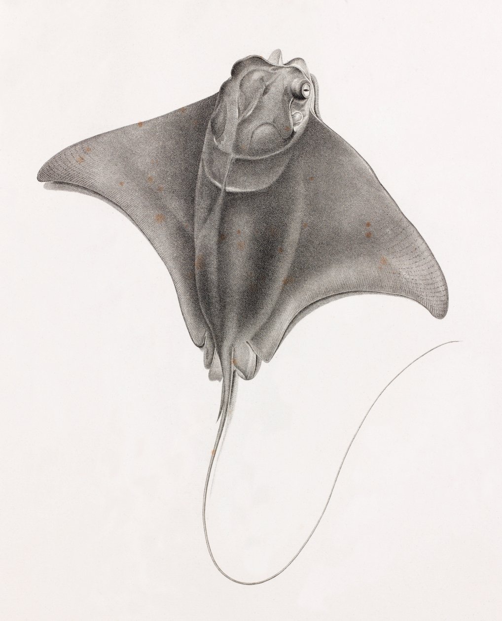 Stingray, vista de perto de cima de Unbekannt