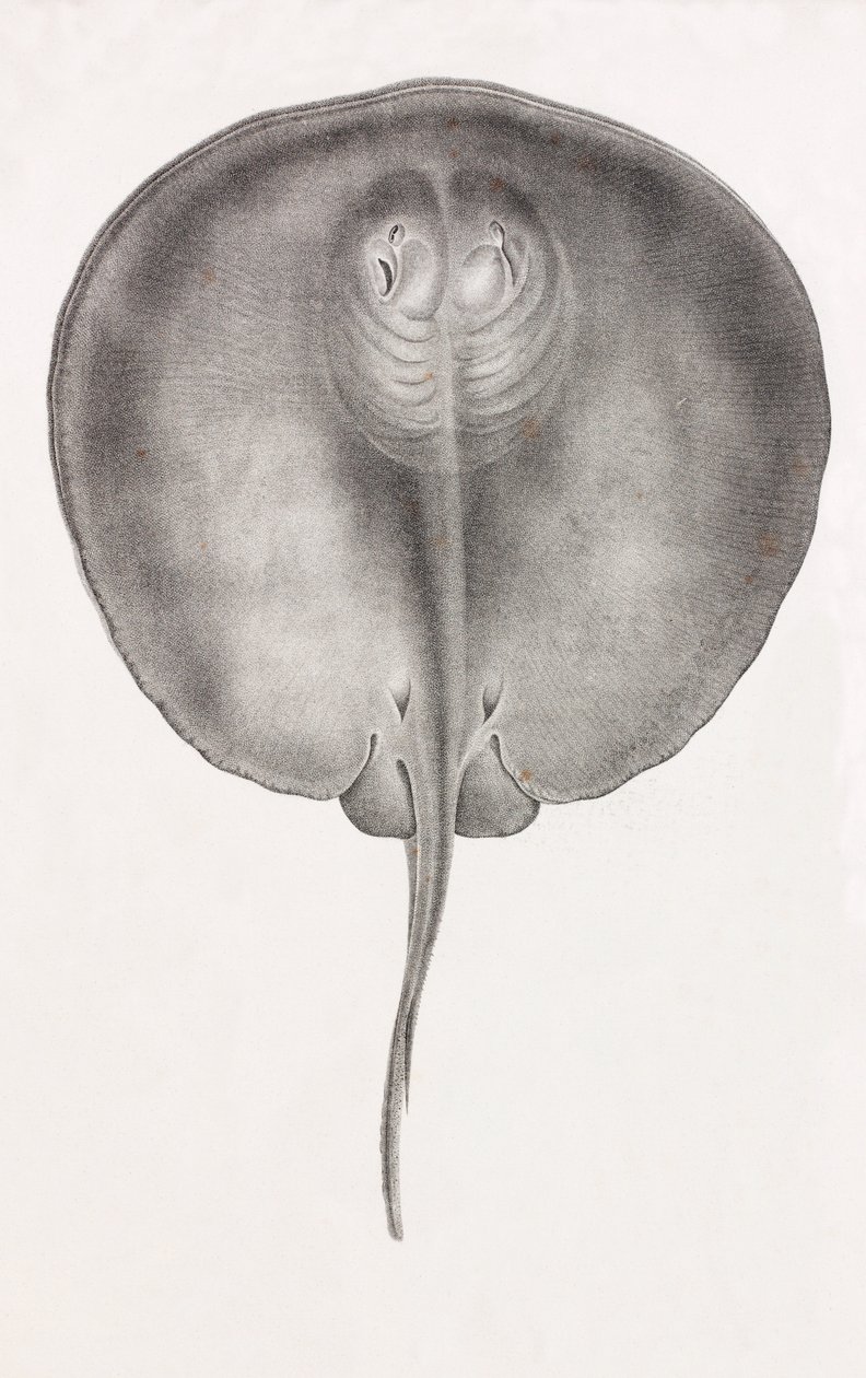 Stingray, vista frontal de perto de Unbekannt