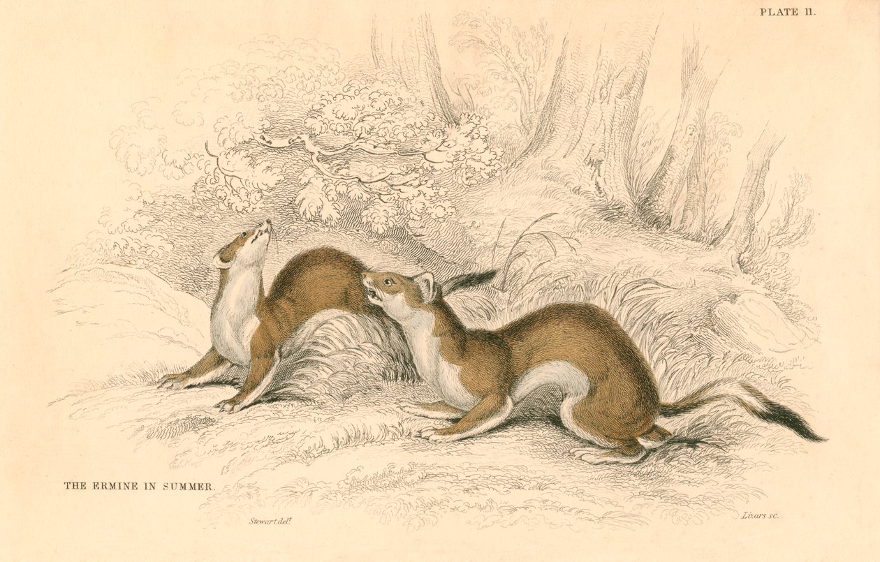 Stoat Mustela erminea, membro da família doninha, 1828 de Unbekannt