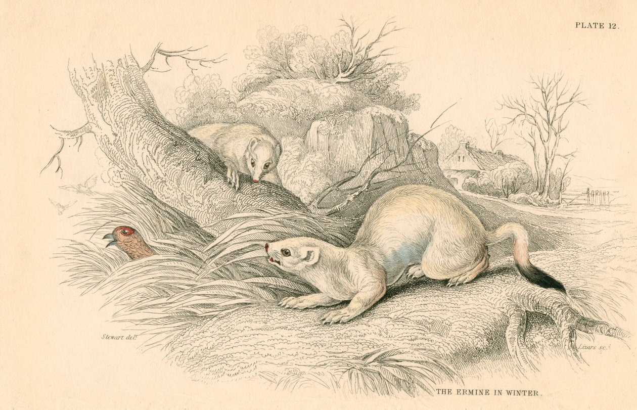 Stoat Mustela erminea, membro da família doninha, 1828 de Unbekannt