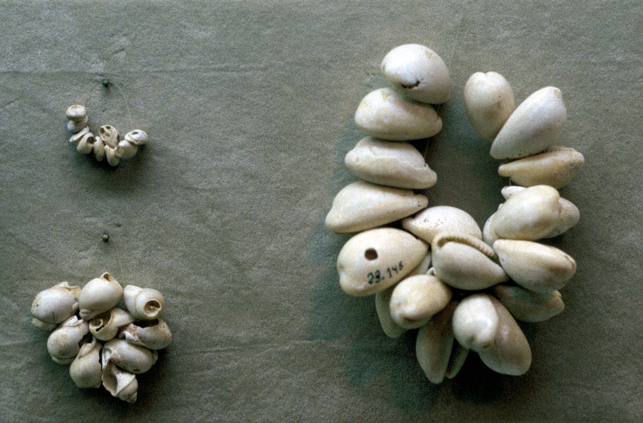 Cordas de conchas de Cowrie de Unbekannt