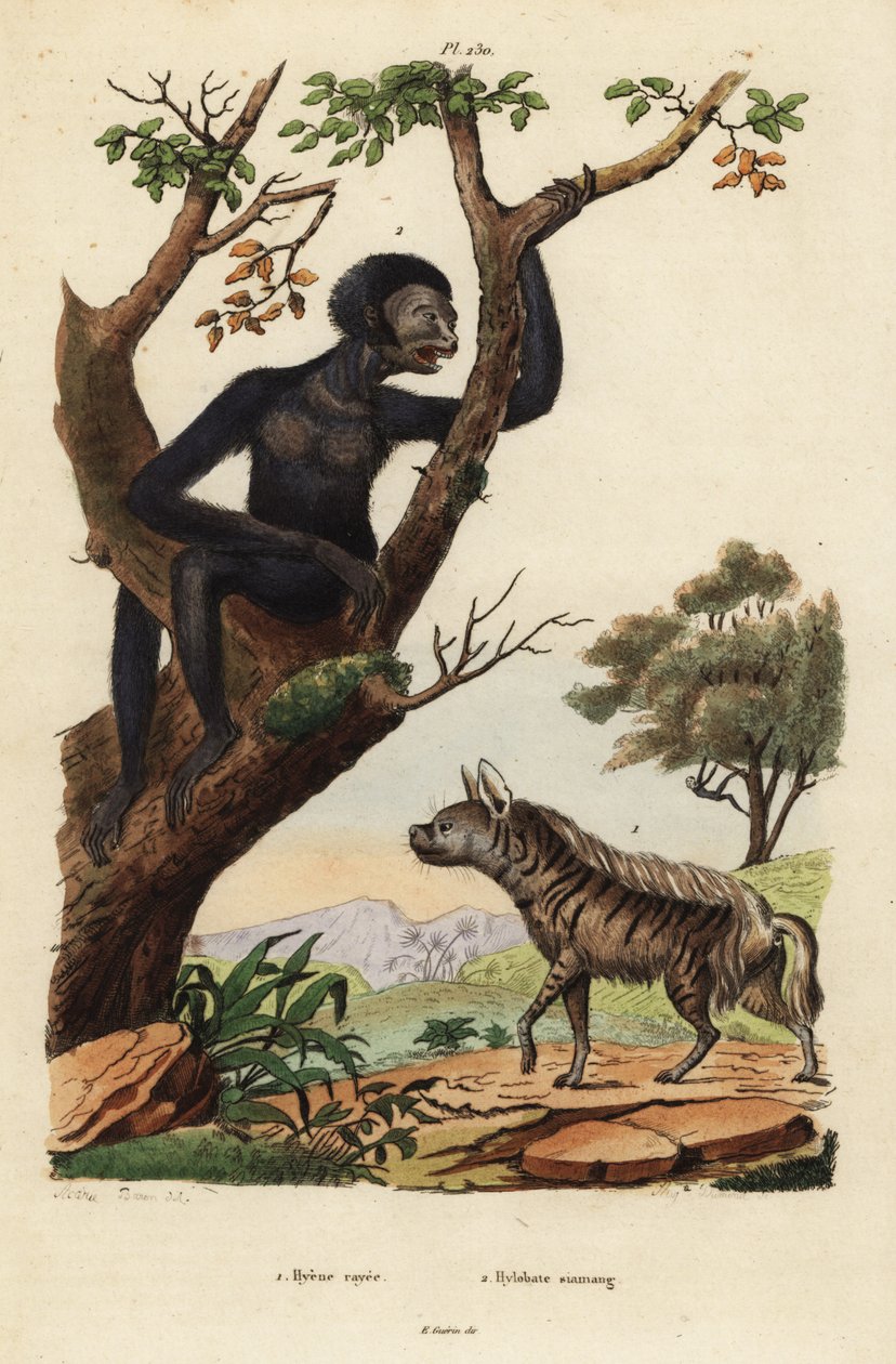 Hiena listrada, Hyaena hyaena 1, e siamang, Symphalangus syndactylus, em perigo de extinção 2 de Unbekannt