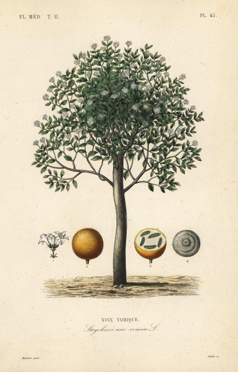 Estricnina, Nux vômica, Nux vômica, Noix vômica, Strychnos nux vômica, Strychnos vômica de Unbekannt