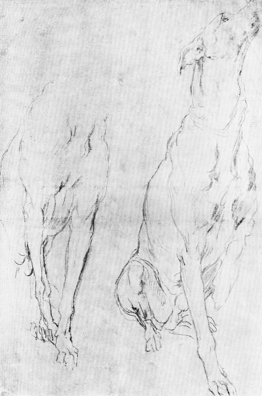 Estudo para o galgo no retrato do Duque de Richmond, c1634 1900 de Unbekannt