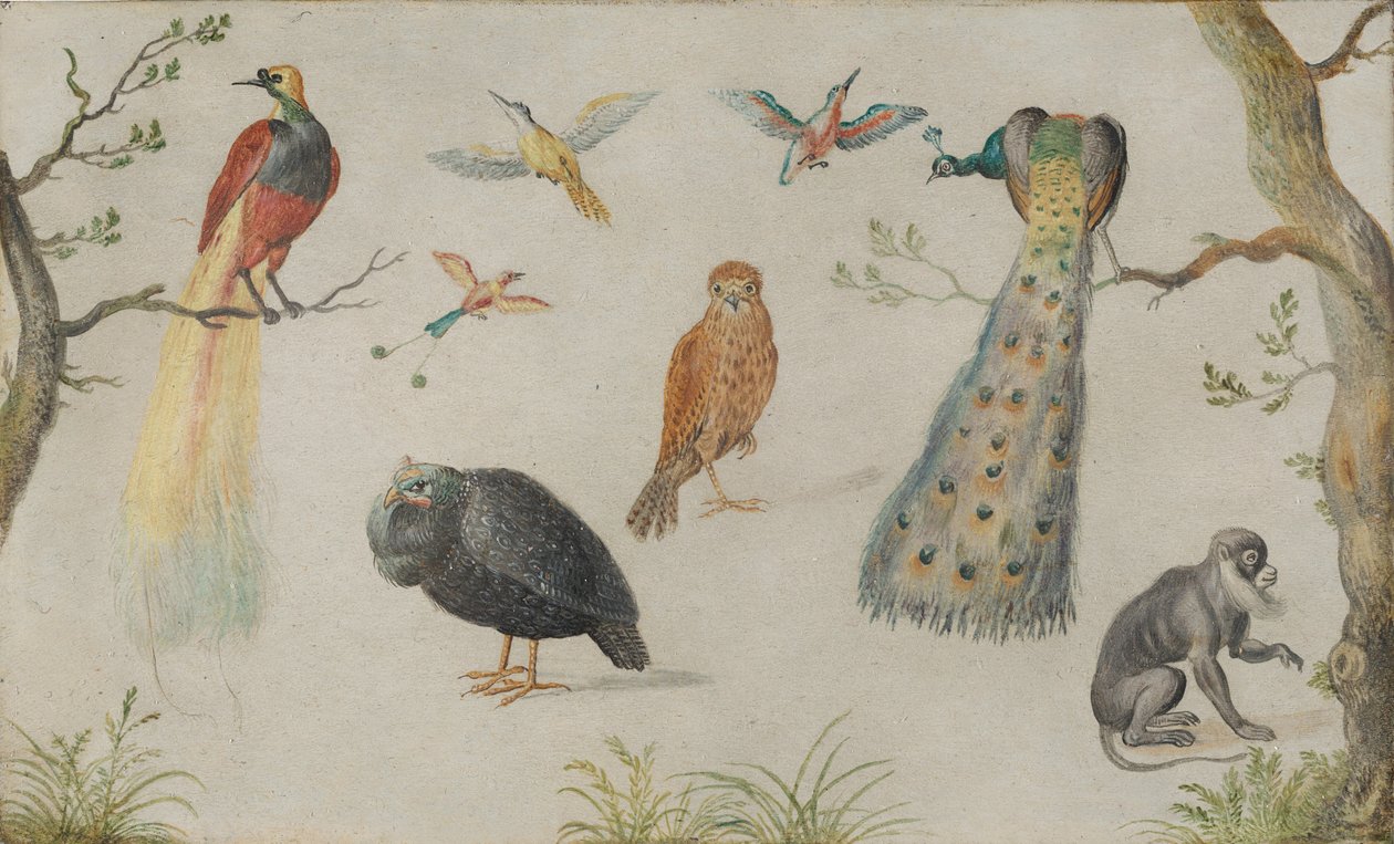 Estudo de pássaros e macacos, 16601670. de Unbekannt