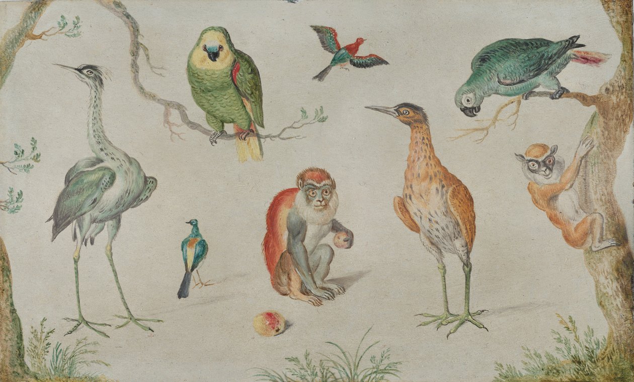 Estudo de pássaros e macacos, 16601670. de Unbekannt