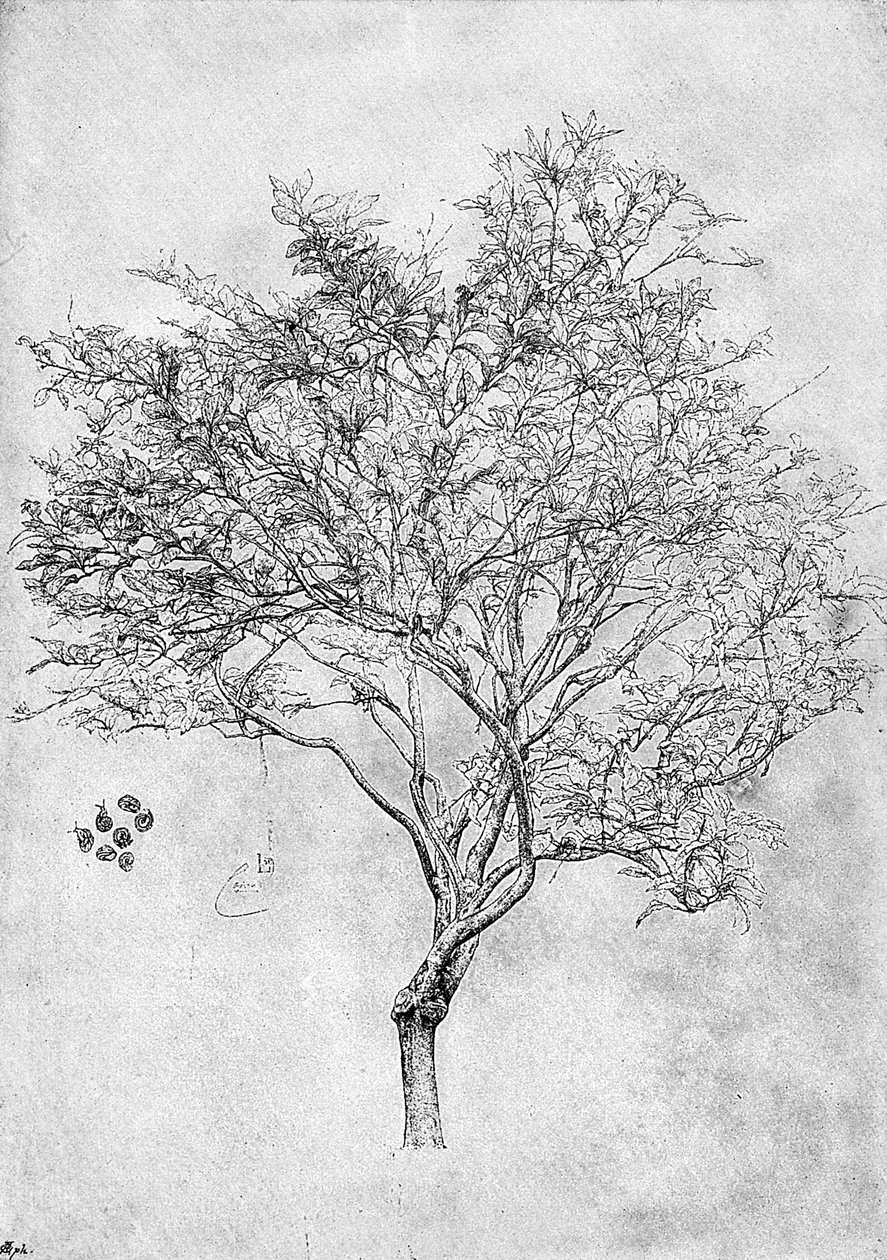 Estudo de um limoeiro, 1899 de Unbekannt