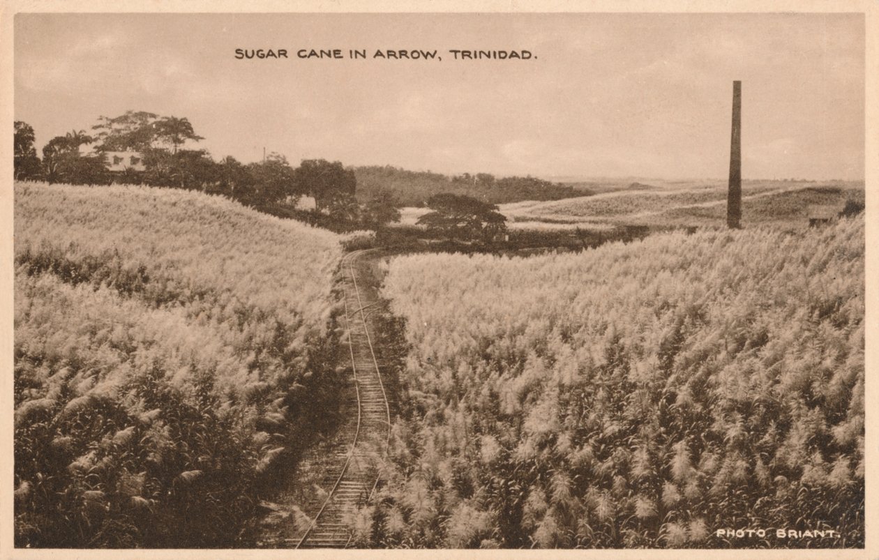 Cana-de-açúcar em Arrow Trinidad, c1900 de Unbekannt