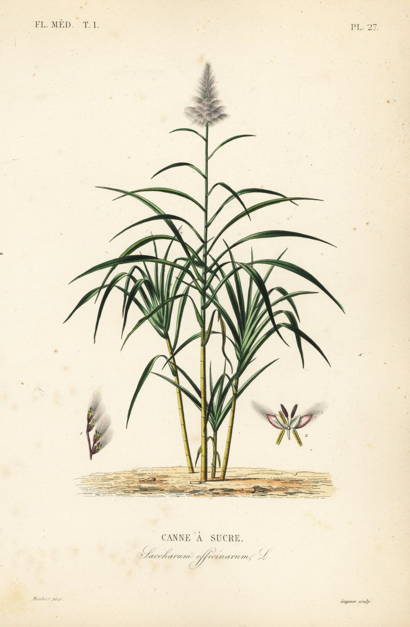 Sugarcane, Saccharum officinarum, Canne a sucre de Unbekannt