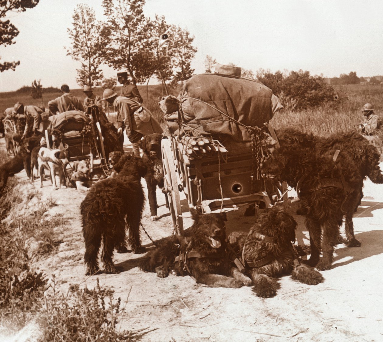 Cães de fornecimento, c1914-c1918 de Unbekannt