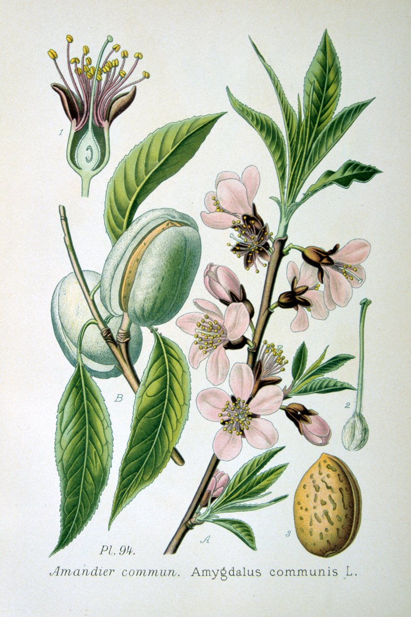 Amêndoa doce, 1893 de Unbekannt