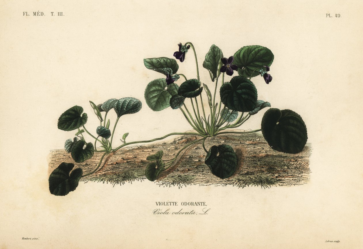Violeta doce ou violeta de jardim, Viola odorata, Violette odorante de Unbekannt