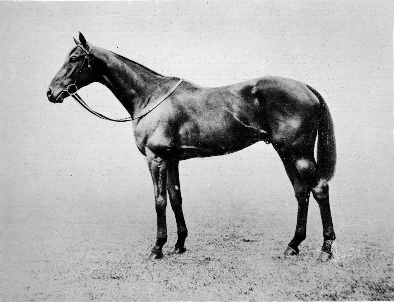Swynford, 1907-1928, 1911 de Unbekannt