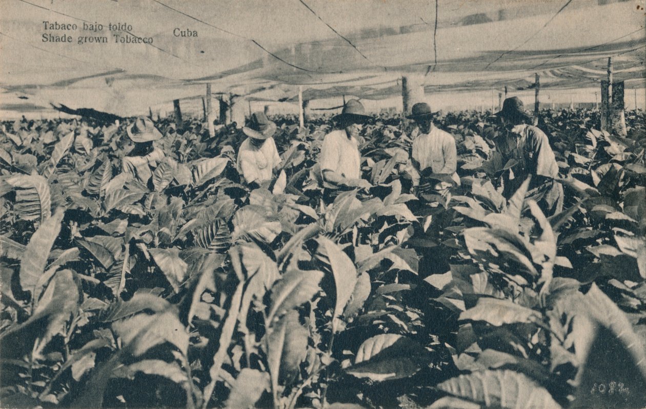 Tabaco sob toldo. Tabaco cultivado à sombra - Cuba, c1900 de Unbekannt