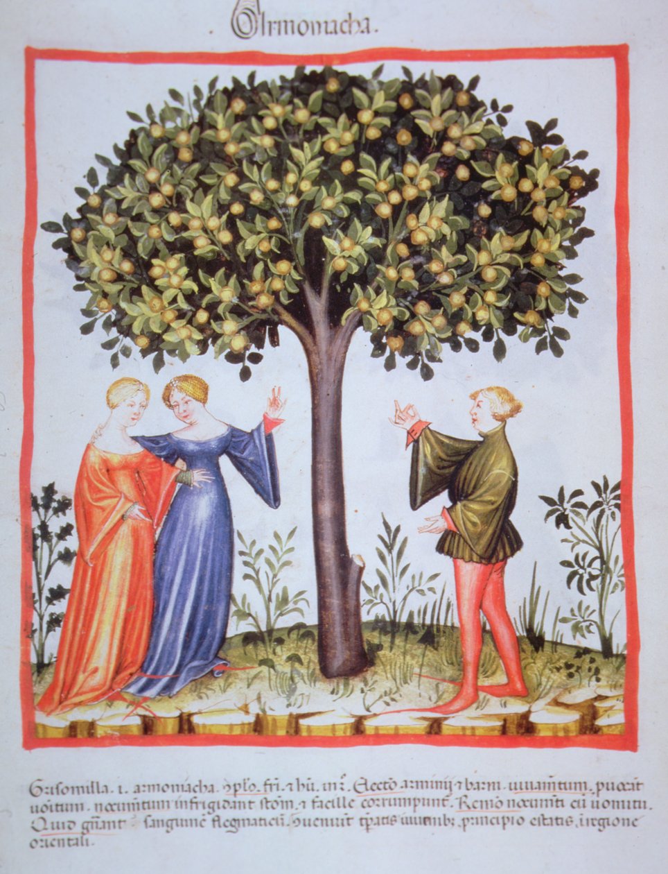 "Tacuinum Sanitatis" Codex Vindobonensis Nova Series 2644, fol. 9, Picking damascos, Miniatura (1370-1400) (tinta sobre papel) de Unbekannt