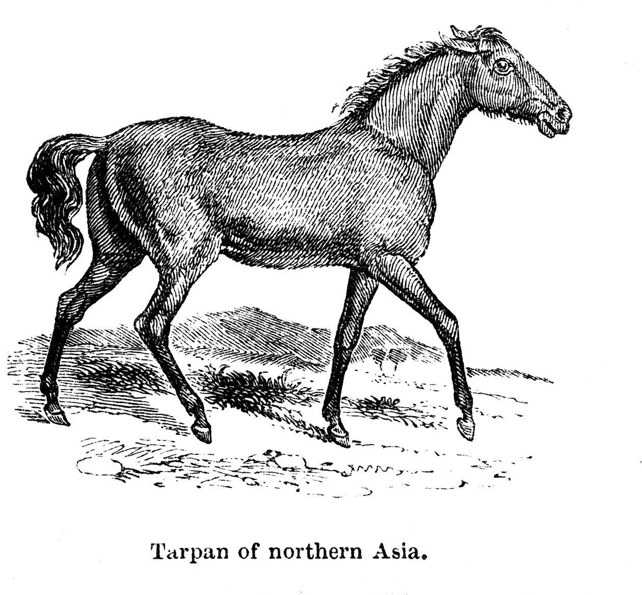 Tarpan, 1850 de Unbekannt