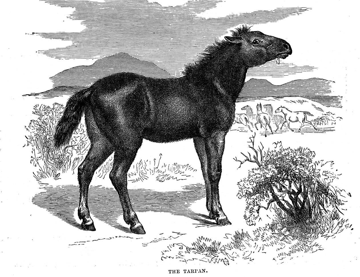 Tarpan, 1884 de Unbekannt