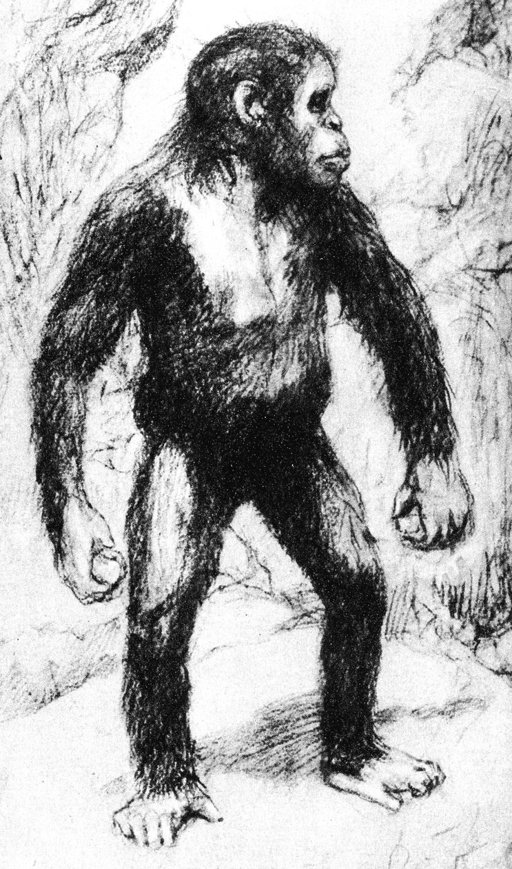 Taungs Macaco-Homem de Unbekannt
