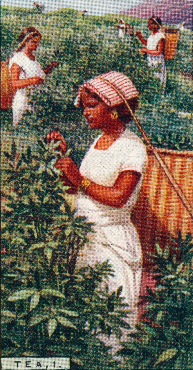 Chá, 1. - Arrancar as folhas, Ceilão, 1928 de Unbekannt