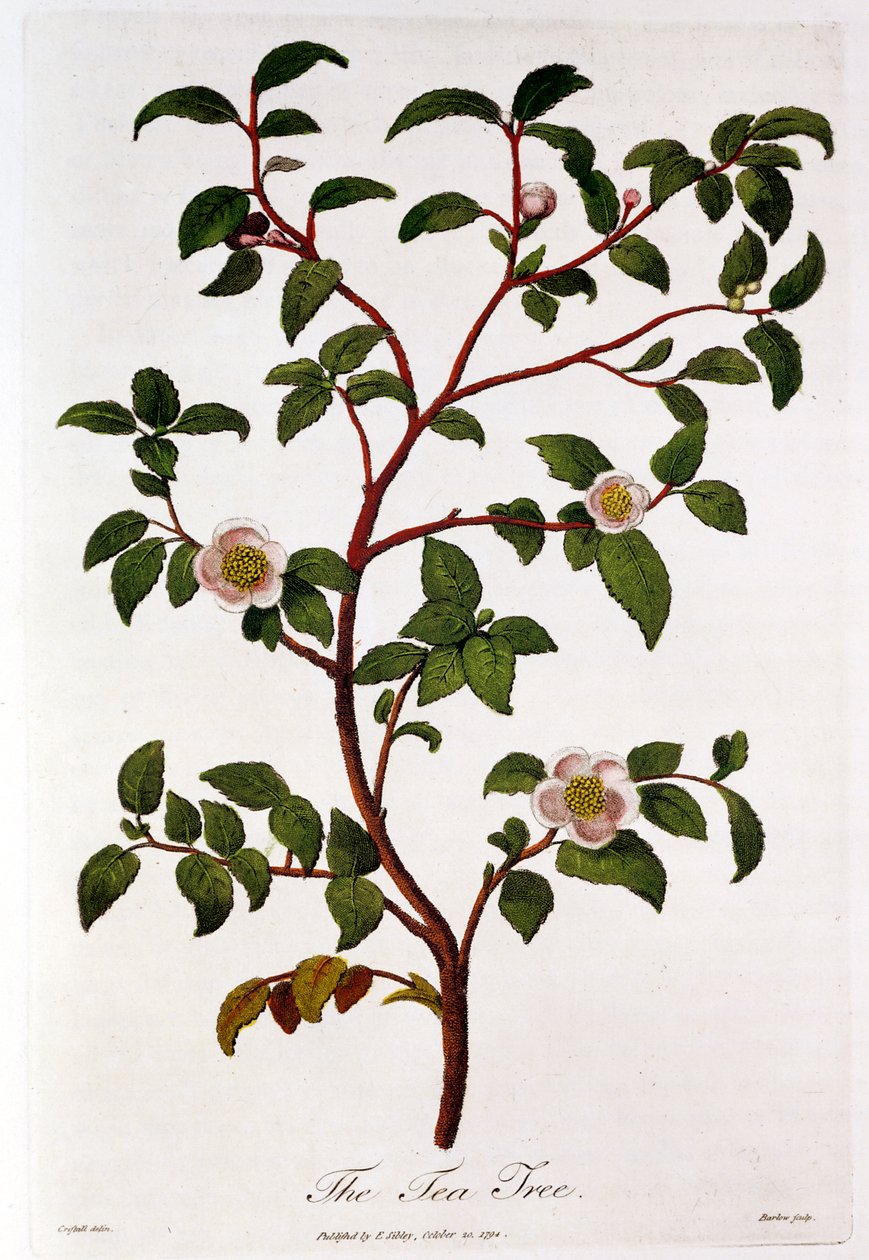 Chá: ramo de Camellia sinensis, 1798 de Unbekannt
