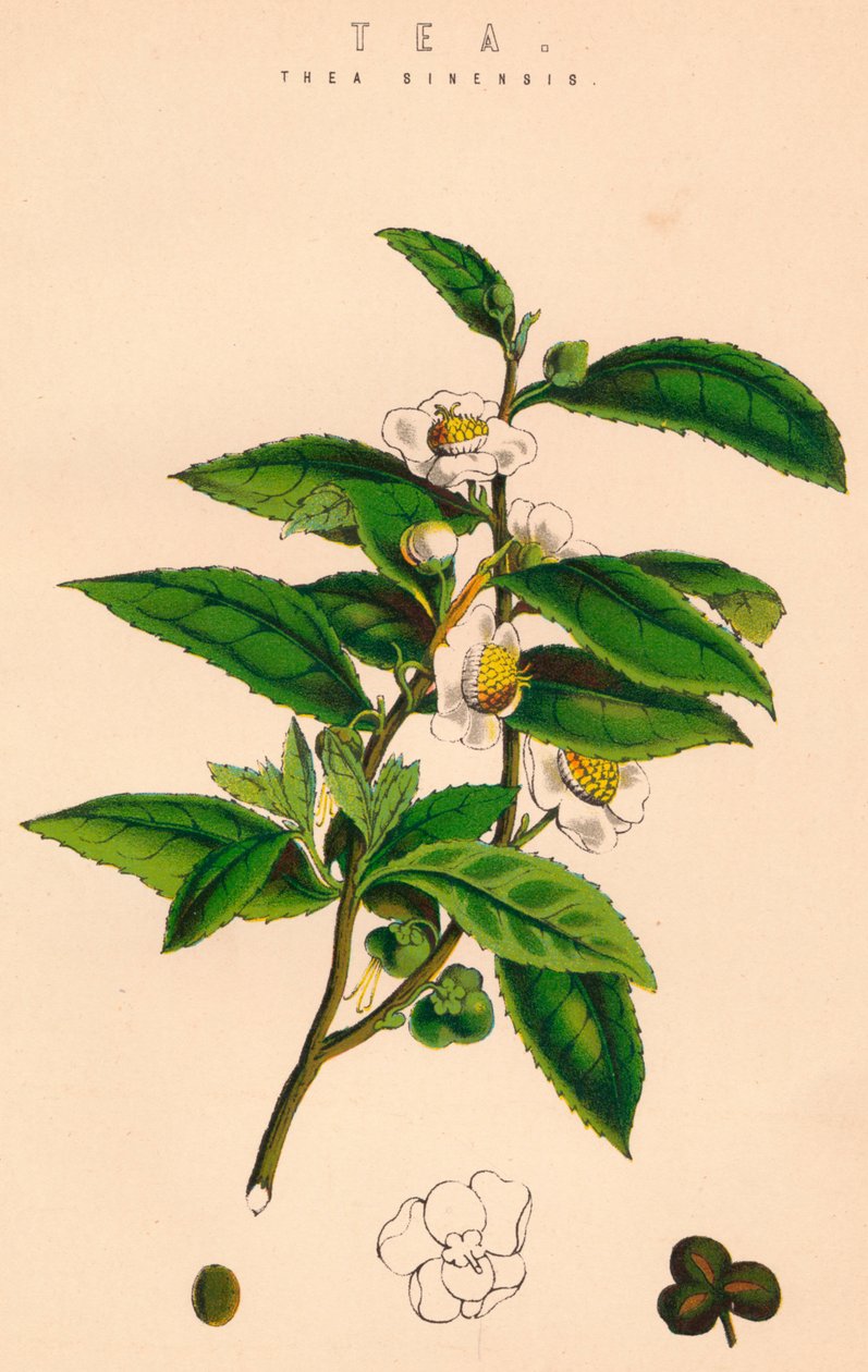 Chá, século c19 de Unbekannt