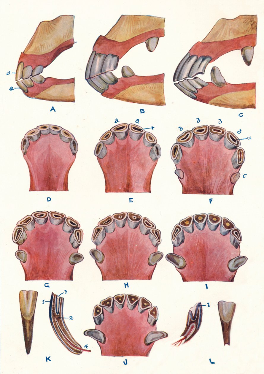 Dentes de um cavalo como indicação de idade, c1905 c1910 de Unbekannt