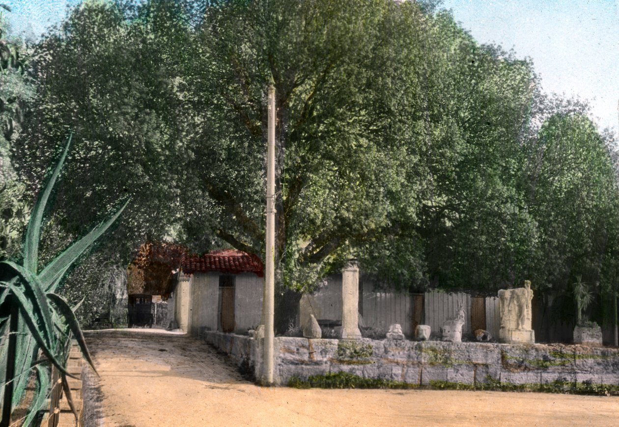 Árvore Terebinth, Hammam Meskoutine, Argélia de Unbekannt