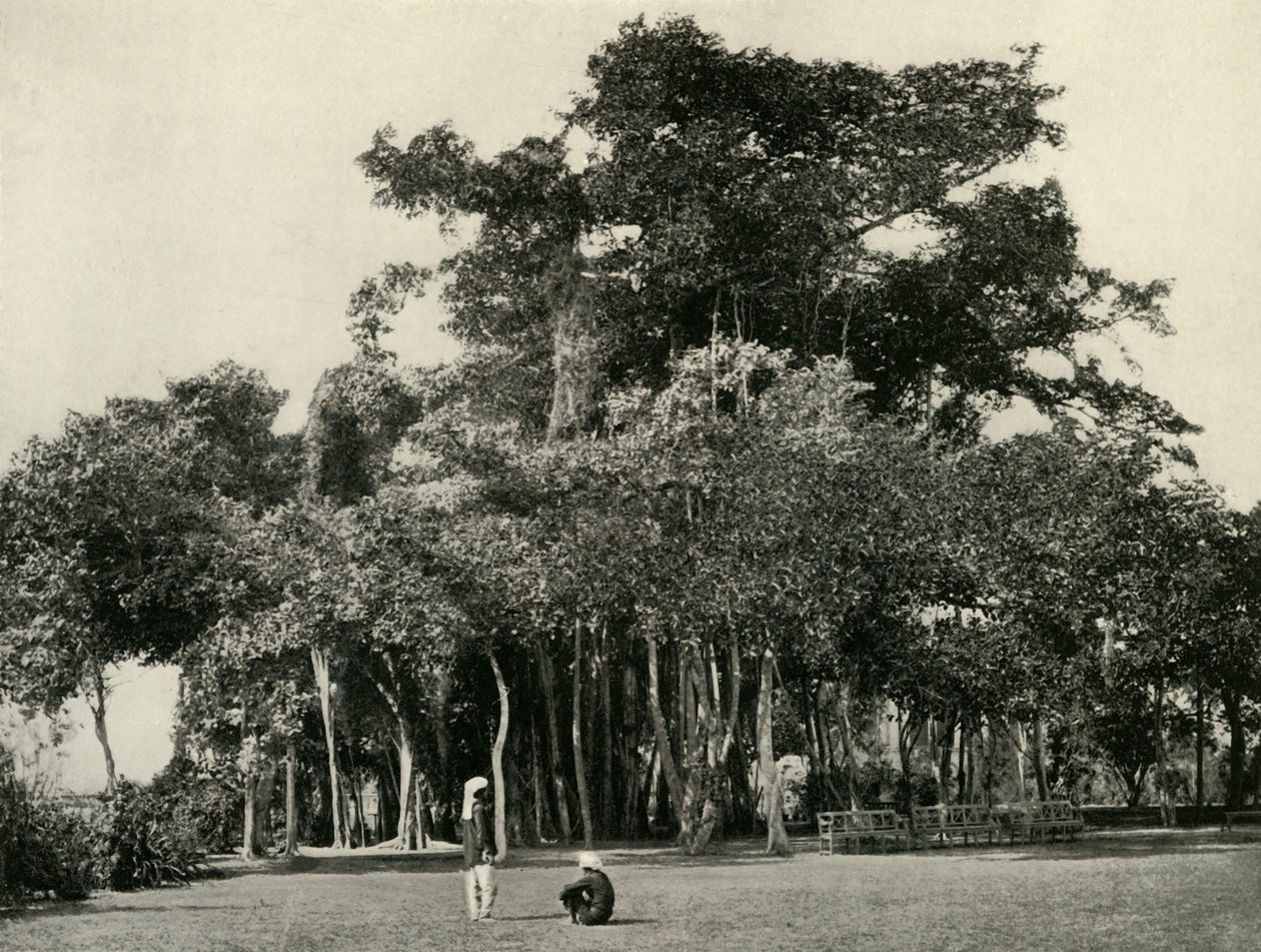 A árvore Banyan, Barrackpore, 1870, 1925. de Unbekannt